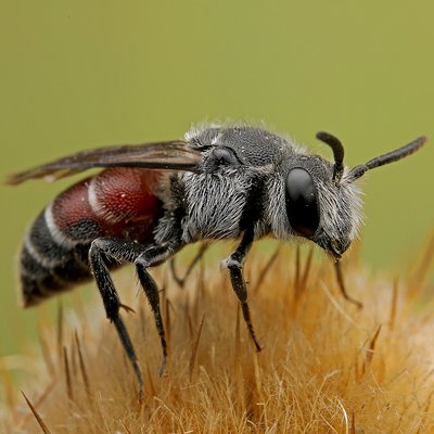 Fotografische Darstellung der Wildbiene Rote Zweizahnbiene