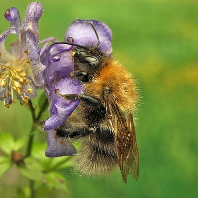 Fotografische Darstellung der Wildbiene Eisenhut-Hummel