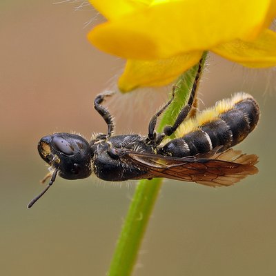 Fotografische Darstellung der Wildbiene Hahnenfuß-Scherenbiene