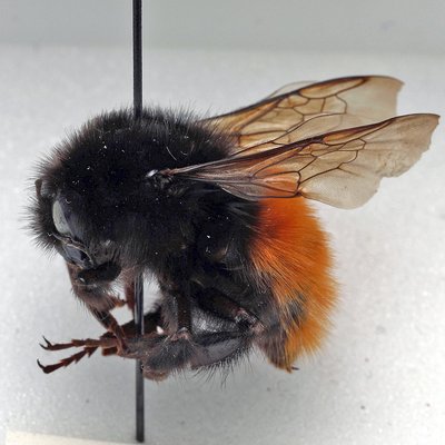 Fotografische Darstellung der Wildbiene Alpenhummel