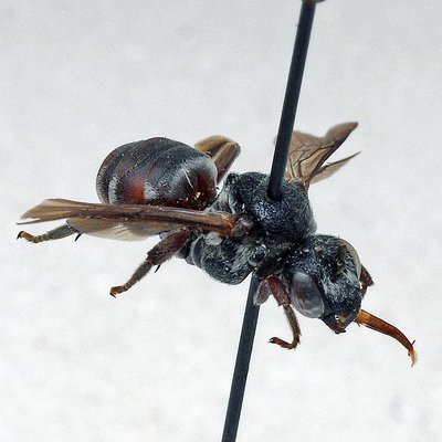 Fotografische Darstellung der Wildbiene Große Sandgängerbiene