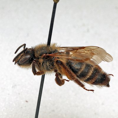 Fotografische Darstellung der Wildbiene Große Möhren-Sandbiene