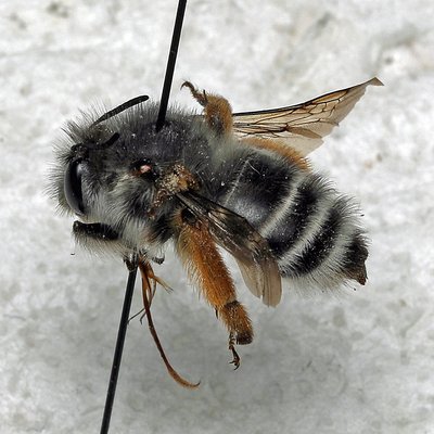 Fotografische Darstellung der Wildbiene Frühe Pelzbiene