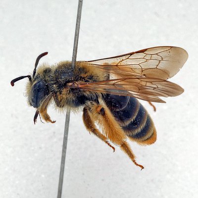 Fotografische Darstellung der Wildbiene Polierte Sandbiene