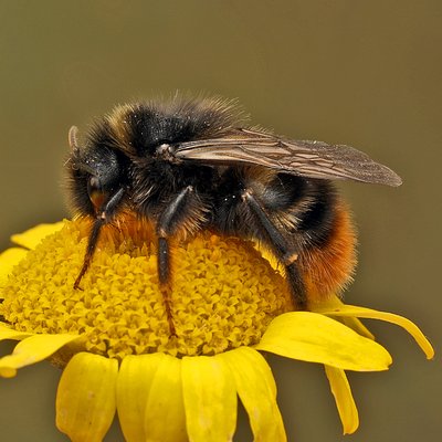 Fotografische Darstellung der Wildbiene Rotschwarze Kuckuckshummel