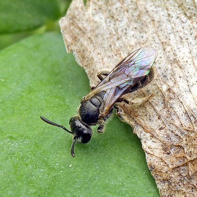 Fotografische Darstellung der Wildbiene Glänzende Schmalbiene