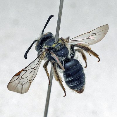 Fotografische Darstellung der Wildbiene Schöterich-Zwergsandbiene