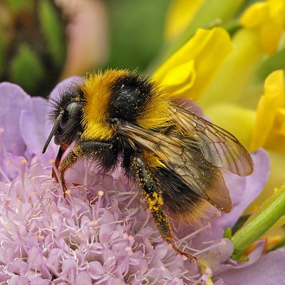 Fotografische Darstellung der Wildbiene Heidehummel