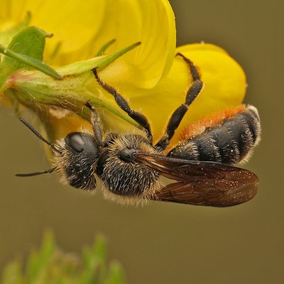 Fotografische Darstellung der Wildbiene Karst-Mauerbiene