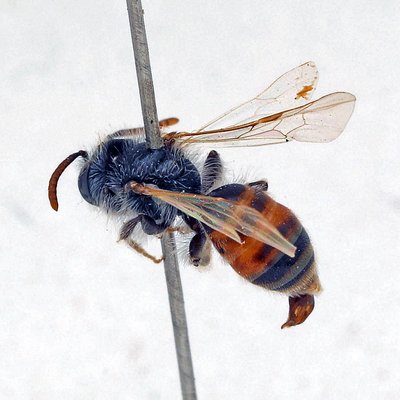 Fotografische Darstellung der Wildbiene Rote Fingerkraut-Sandbiene