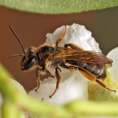 Fotografische Darstellung der Wildbiene Weißdorn-Sandbiene