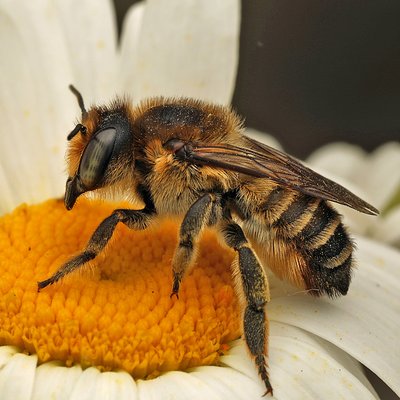 Fotografische Darstellung der Wildbiene Sand-Blattschneiderbiene