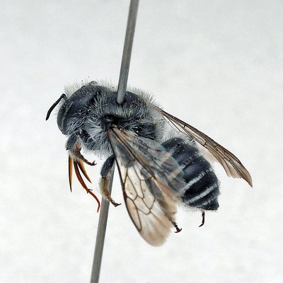 Fotografische Darstellung der Wildbiene Gekerbte Stängelbiene