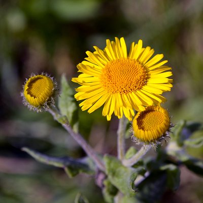 Fotografische Darstellung der Pflanze Grosses Flohkraut